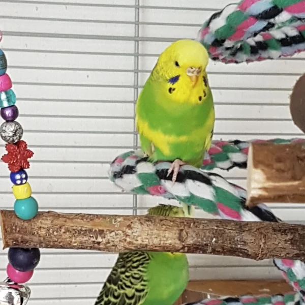 Wellensittich-Bild: Rosalie hat heute ihre Quarantäne für beendet erklärt und ist in meiner Abwesenheit aus dem Quarantänekäfig ausgebrochen. Ich fand sie zufrieden inmitten der anderen Wellis in der Voliere. Zum Glück ist ihr Ausbruch auch unter gesundheitlichen Aspekten nicht schlimm. Rosalie hat sich also selbst erfolgreich vergesellschaftet :) .