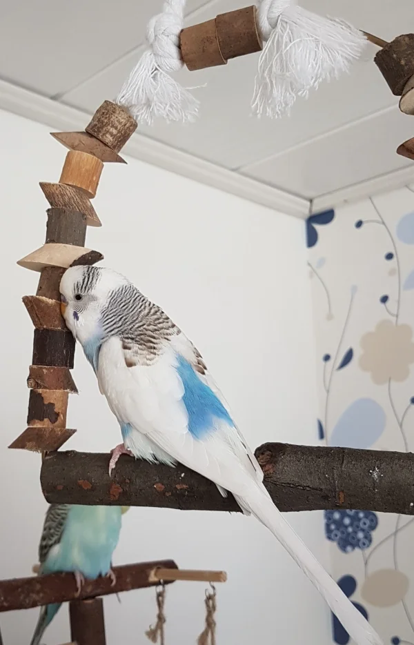 Wellensittich-Bild: Hallo Ihr da draußen und besonders Pezzys Otto! Ich bin auch ein ganz großer Holzliebhaber :) . ~Krümel