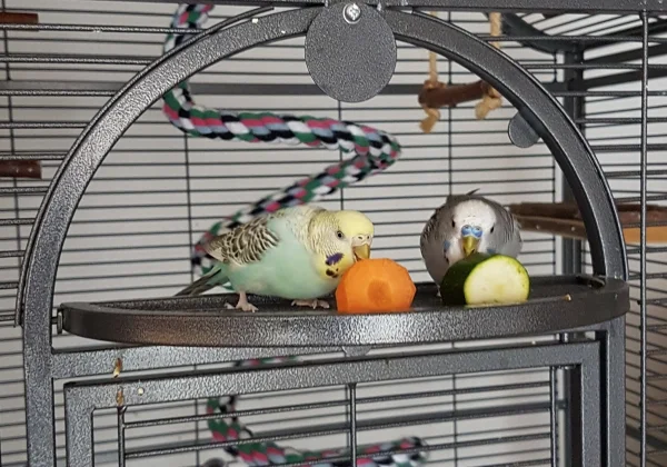 Wellensittich-Bild: Hermine und Oskar am Büffet ;) 