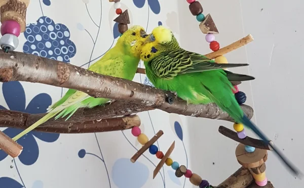 Wellensittich-Bild: ..ist wie ein neues Leben? Na ja, Emil war auch schon ein kleiner Casanova, als Hermine noch lebte. Aber mit Sally scheint sich was anzubahnen..zumindest genießt er die Krauleinheit sichtlich :) .