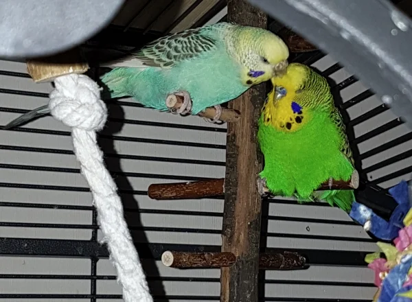 Wellensittich-Bild: Nachdem zunächst Emil immer Hermine kraulen musste, ohne dass er selbst mal zurückgekrault wurde. Aber jetzt hat sich das Blatt mal gewendet und er scheint es zu genießen.
Und die FeLo freut sich, dass ihr heute der Schnappschuss gelungen ist :).