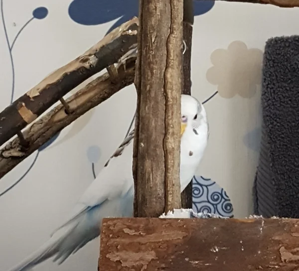 Wellensittich-Bild: Wer findet mich :) ? ~Krümel 