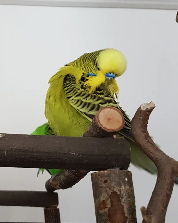 Wellensittich-Bild: Naja, aber zumindest seine Frisur - und zwar bei meinem Paul :).