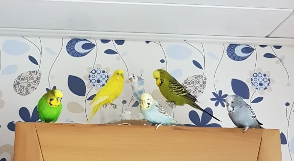 Wellensittich-Bild: Der Schrank ist unser Revier! ~Die Motzfrosch-Wellis 