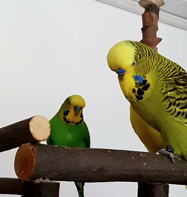Wellensittich-Bild: Neeee, brauch ich nicht. Ich hab doch Paul, meinen süßen Grumpy Budgie :) !