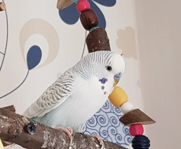 Wellensittich-Bild: Von Samson habe ich ein schönes Foto für sein Profil machen können.
