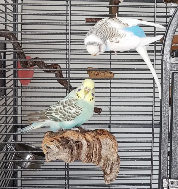 Wellensittich-Bild: Nicht mal in Ruhe schreddern kann man hier *grummel*! ~Hermine