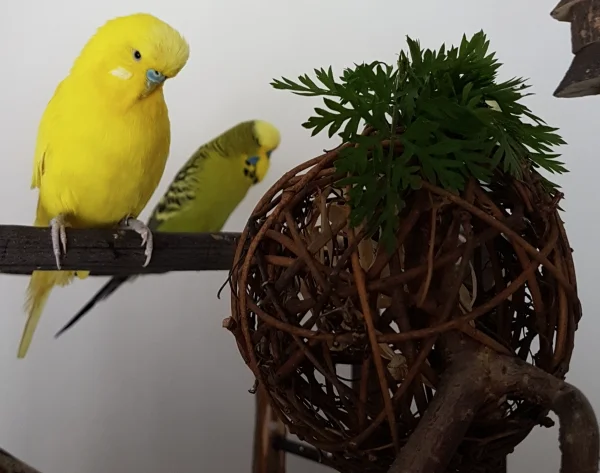 Wellensittich-Bild: Ich weiß gar nicht was Hermine und Emil an dem Ding finden...mir ist es nicht so ganz geheuer. Ich starre es lieber in Grund und Boden, jawohl!
~Pommes