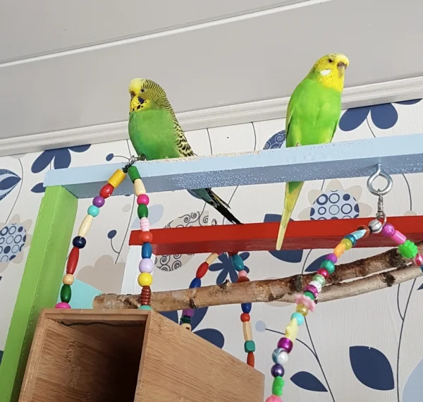 Wellensittich-Bild: Entgegen der Gefiederfarbe waren sich Olivia und Sally in dem Moment nicht ganz grün ;) (ansonsten verstehen sie sich aber recht gut).
