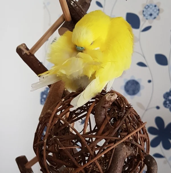 Wellensittich-Bild: muss ich dringend wieder auf meinen Look achten! ~Pommes