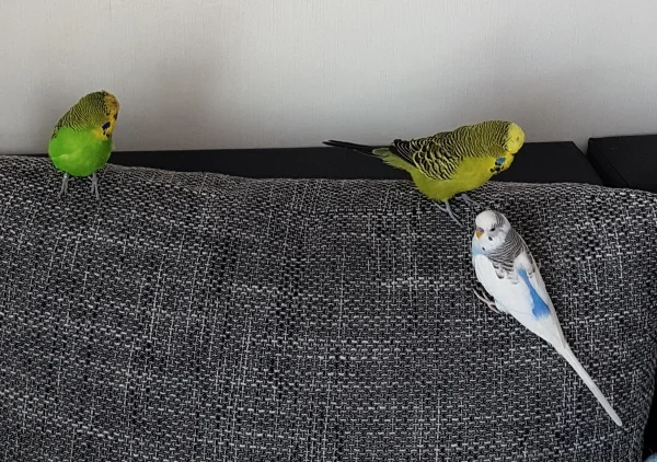 Wellensittich-Bild: Diese 3 Herren haben ganz viel Unsinn im Kopf. Kaum dreht man ihnen kurz den Rücken zu, entern sie das  Sofa. ~ die FeLo