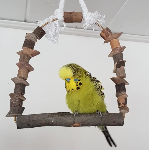 Wellensittich-Bild: Ist er nicht zum Knuddeln?