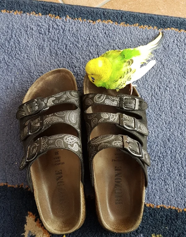 Wellensittich-Bild: Ernie, meine kranke Maus, ist auch gern mal auf dem Fußboden, weil sie dort etwas mehr Ruhe vor den Hähnen hat. Dabei geht sie ab und an auch mal auf Tour und entdeckt seltsame Dinge :) .