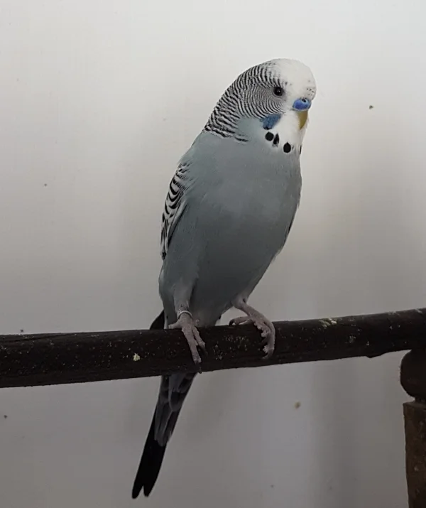 Wellensittich-Bild: Oskar 01.01.2018