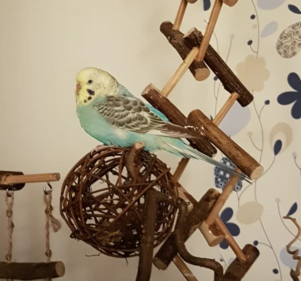 Wellensittich-Bild: Kaum plustert man mal so richtig, kommt gleich die FeLo und macht ein unvorteilhaftes Foto. Frechheit! ~Hermine 