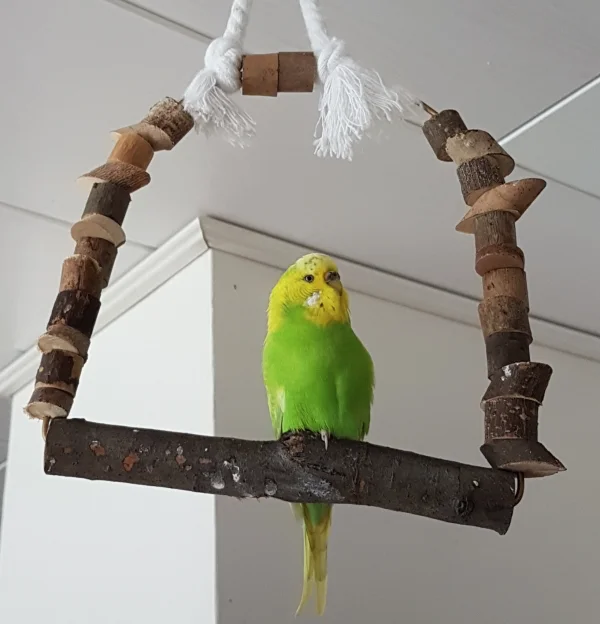 Wellensittich-Bild: Das ist doch besser als das Bild aus dem Quarantänekäfig  :) .