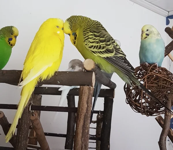 Wellensittich-Bild: ...kann man nur chillen und kuscheln. ~Pommes und Paul