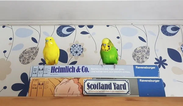 Wellensittich-Bild: Emil und Pommes auf Agentenjagd :) .