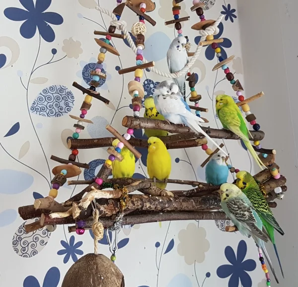 Wellensittich-Bild: Das erste Gruppenbild zu 9 und Sally ist mittendrin :) .