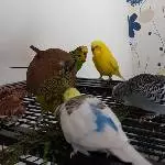 Beim Gräserschmaus