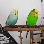 Ein ungewöhnliches Pärchen