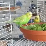 3 Damen am Salat 