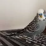 Schreddern? Ich?!
