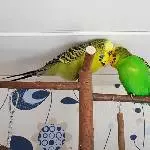 Grünling-Freundschaft