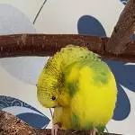 Gefiederpflege ist wichtig