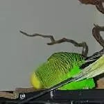 Die Eroberung der Gurke