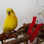 Pommes, der Poser