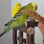 Howdy Kumpels!