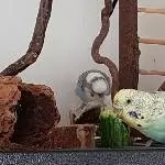 Hermine an der Gurke