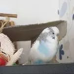 Krümel etwas nachdenklich 