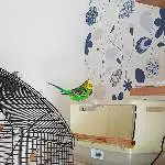 Emil und die Vogeldusche 