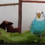 Geflügelsalat 