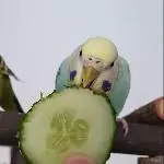 Leeeeecker Gurke!