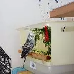 Oskar und die Vogeldusche 