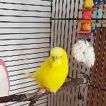 Pommes, der Tennisball