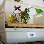 In meiner Vogeldusche 