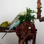Die Prinzessin auf der Weidenkugel