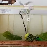 Die bequeme Vogeldusche 