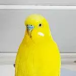 Sir Pommes in Pose