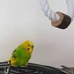 Flauschekugel Ernie