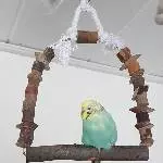Queen Hermine
