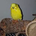 Hööööh, was solln das?!