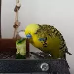 Das ist meine Gurke!!!