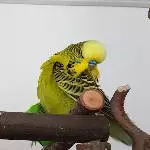 Elvis lebt ;) 
