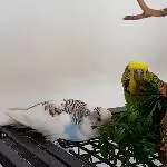 Am Buffet