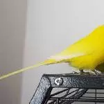 Mjaaaaaaaammm!
